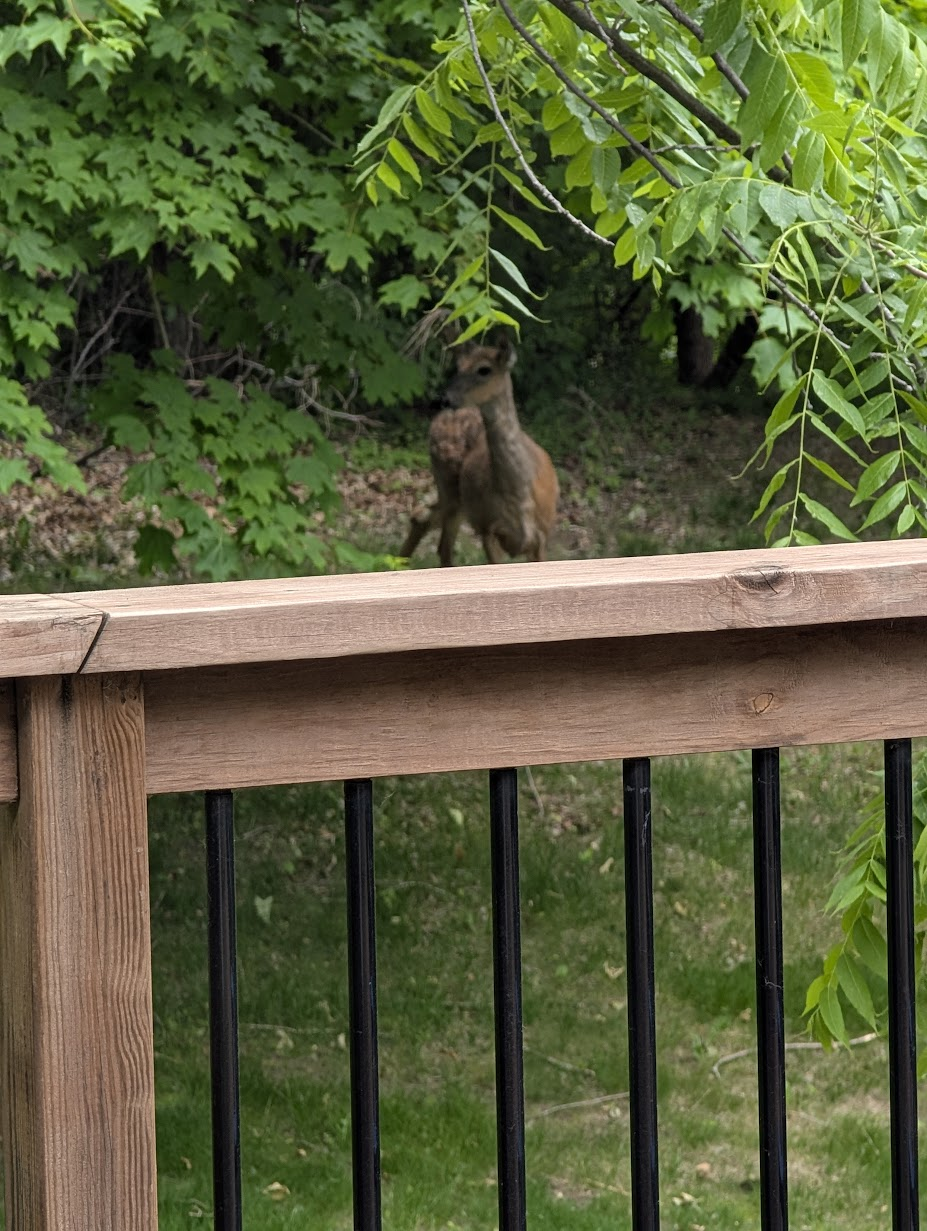 Lakeville, MN. Back deck.